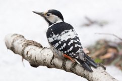 Great Spotted Woodpecker Dendrocopos major Product Image 1