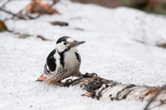 Great Spotted Woodpecker Dendrocopos major Product Image 1