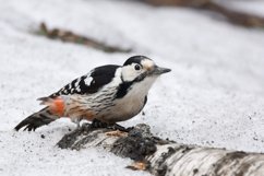 Great Spotted Woodpecker Dendrocopos major Product Image 1