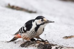 Great Spotted Woodpecker Dendrocopos major Product Image 1