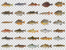 30 American Game Fish Transparent PNGs Bundle Duane Raver Product Image 3