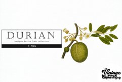 Durian Vintage Fruit Botanical Clip Art Product Image 1