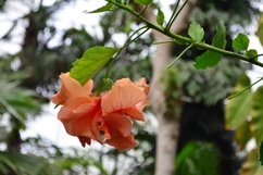 blooming flowers in the garden Product Image 1