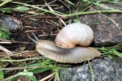 Big garden snail in shell crawling on wet road hurry home Product Image 25