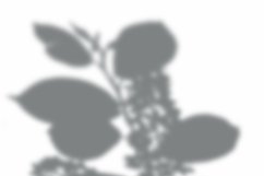 Leaves Shadow Overlay Effect Mockup Product Image 2