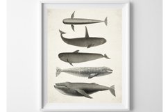 Whale Print Download, Sea Animal Wall Art, Vintage Shark Product Image 1