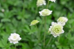 blooming flowers in the garden Product Image 1
