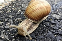 Big garden snail in shell crawling on wet road hurry home Product Image 12