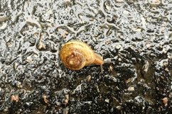Big garden snail in shell crawling on wet road hurry home Product Image 28