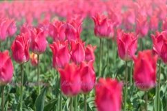 Pink tulip, spring nature Product Image 1