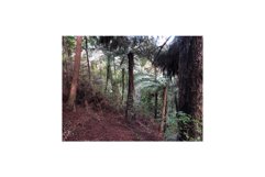 Agathis Australis Product Image 1