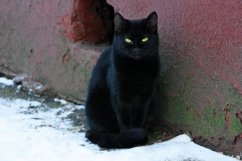 Black homeless cat. Product Image 1