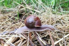 Big garden snail in shell crawling on wet road hurry home Product Image 14