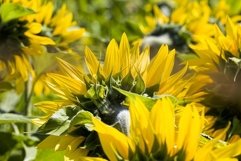 sunflowers are grown Product Image 1