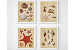 Beach House Wall Art, Seashells Wall Decor, Coastal Prints Product Image 1