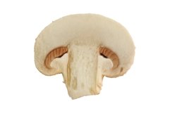 One single champignon mushroom slice isolated macro photo Product Image 1