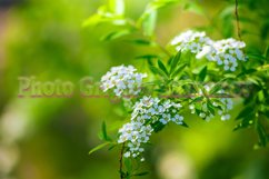Stock Photo - Blooming white spirea on a spring day close-up Product Image 1