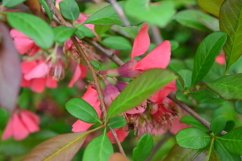 blooming flowers in the garden Product Image 1