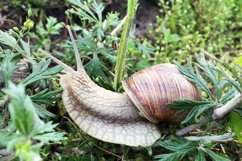 Big garden snail in shell crawling on wet road hurry home Product Image 27