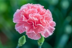 Detailed closeup shot of a vibrant pink carnation bloom agai Product Image 1