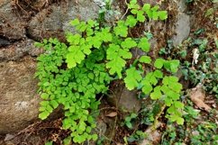 views of wild plants are green and have a unique shape Product Image 1
