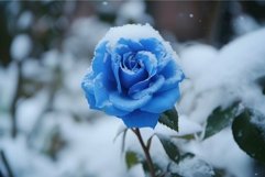 Winter&#039;s embrace: snow-capped blue rose Product Image 1