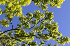 the young foliage of the maple tree Product Image 1