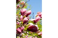 Nature photo &quot;Sunny Magnolias&quot;. Many blooming flowers Product Image 2