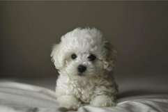 Adorable white fluffy puppy on soft bedding Product Image 1