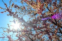 24x Beautiful backgrounds of flowering trees Product Image 23