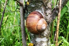 Big garden snail in shell crawling on wet road hurry home Product Image 1