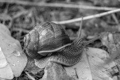 Big garden snail in shell crawling on wet road hurry home Product Image 24