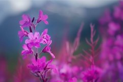 Vibrant wildflowers in mountainous landscape Product Image 1
