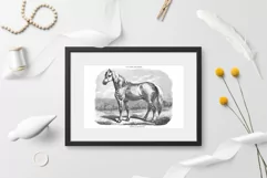 Horse Clipart Black and White Vintage Grand Race Percheronne Product Image 2