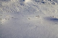 snow covered agricultural field Product Image 1