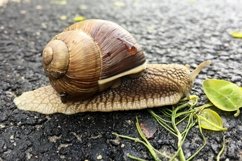 Big garden snail in shell crawling on wet road hurry home Product Image 22