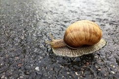 Big garden snail in shell crawling on wet road hurry home Product Image 16