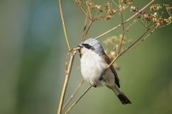 red-backed shrike Lanius Collurio. Product Image 1