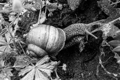 Big garden snail in shell crawling on wet road hurry home Product Image 10