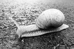 Big garden snail in shell crawling on wet road hurry home Product Image 22
