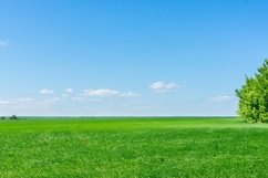 Green Russian Field Product Image 1