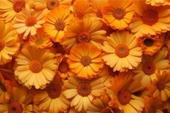 Vibrant closeup of numerous orange calendula flowers creatin Product Image 1