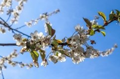 Beautiful background of flowering trees Product Image 1