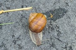 Big garden snail in shell crawling on wet road hurry home Product Image 28