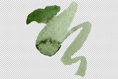 Dracaena maraginata tricolor Watercolor png Product Image 3