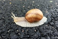 Big garden snail in shell crawling on wet road hurry home Product Image 23