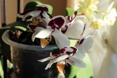 tiger Orchid in bloom Product Image 1
