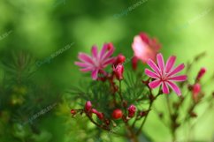 Close up of Pink Flowers Product Image 1