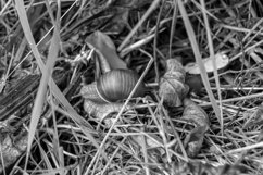 Big garden snail in shell crawling on wet road hurry home Product Image 5