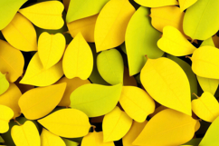 Yellow Autumn Leaves Background Product Image 1